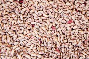 Commodity Beans Triple Clean Pinto Bean, 25 Pound (1 Pack)