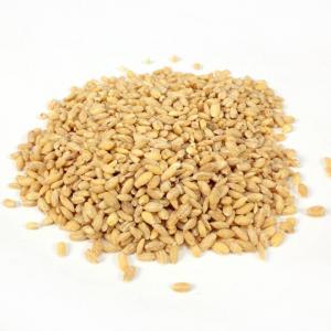 Commodity Beans Pearl Bean Barley Bags, Bulk Size Case (25 Lbs, Pack Of 1)