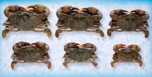 Handy Crab Soft Shell Prime Avg 2.5 oz Frozen Imported Wild Caught 71.43gm (PACK OF 56)