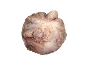 Frozen Seafood Whole Cleaned Octopus - 2/4, 30 Pound - 1 each.