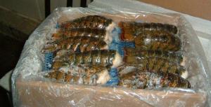 Captain Dans Brand 4 Ounce Tails Canadian Lobster, 10 Pound - 1 each. - Frozen Meat Seafood
