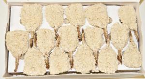 Ocean Cafe Hand Breaded Raw 21 25 Butterfly Cleantail Shrimp (3 lbs, 4 Per Case)