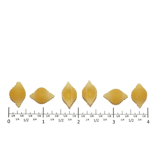 Costa Shell Small, 2 x 10 lb Case - DOT product image 4