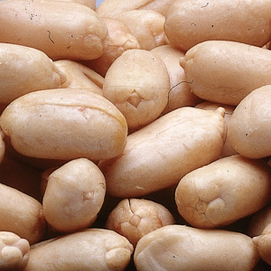Azar Blanched Raw Peanut, 2 x 12.5 lb Case - Nuts & Seeds