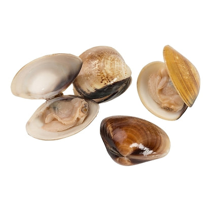 Panapesca Vacuum Pack In Shell Clams 17-22 Ct, 10 x 1 lb Case - DOT product image 2