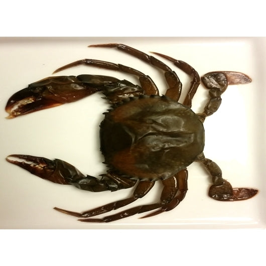 Harbor Seafood Soft Shell Crab Prime, 4 x 12 each Case - DOT product image 2