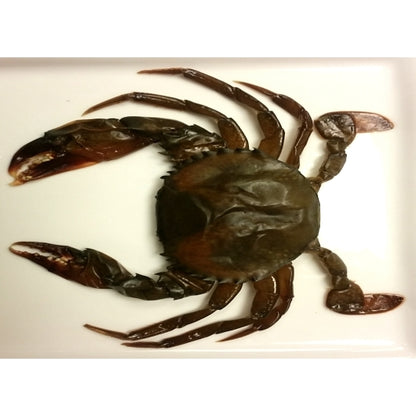 Harbor Seafood Soft Shell Crab Prime, 4 x 12 each Case - DOT product image 2