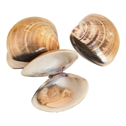 Panapesca Vacuum Pak In-Shell Clam 11-16, 10 x 1 lb Case - DOT product image 2