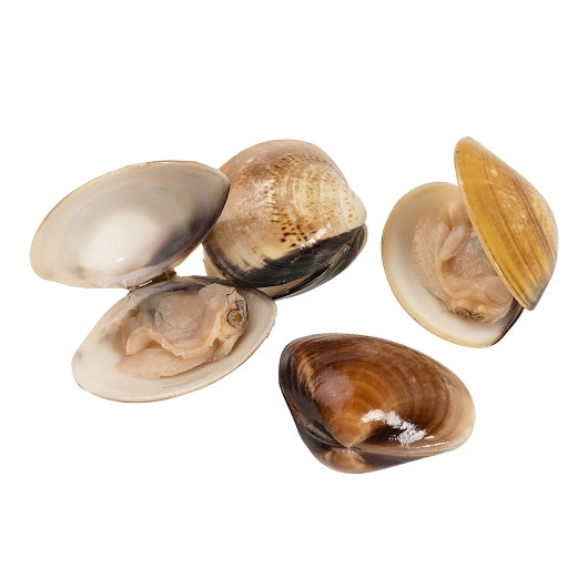 Panapesca Vacuum Pack In Shell Clams 17-22 Ct, 10 x 1 lb Case - DOT product image 3