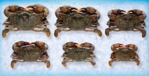 Handy Crab Soft Shell Whale Avg 3.9 oz Frozen Imported Wild Caught 9Count (PACK OF 36)
