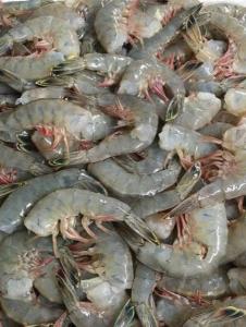 No Brand Shrimp Raw Peeled & Deveined 8/12 Count 2lbs (PACK OF 5)