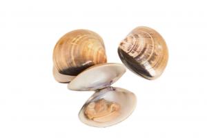 Pana Pesca Whole Shell Clam - 11-16 count per Pound, 1 Pound --